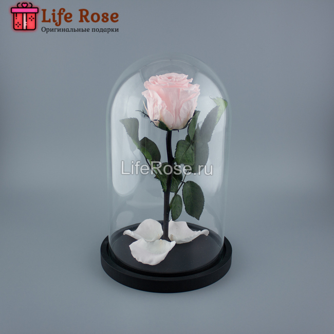 Светло Розовая роза в колбе Premium