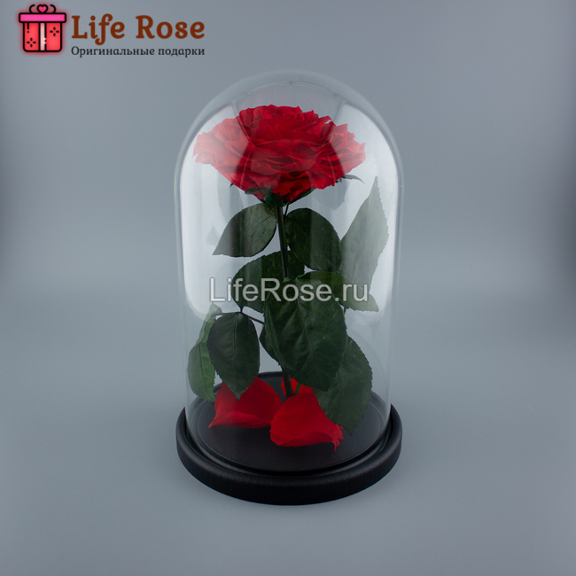 Красная роза в колбе Premium X