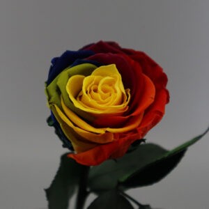 Радужная роза в колбе Premium X 30