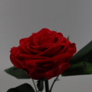 Красная роза в колбе KING