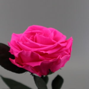 Розовая роза в колбе Premium X 30