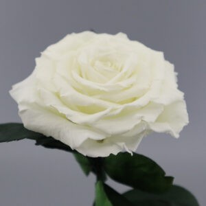 Белая роза в колбе KING