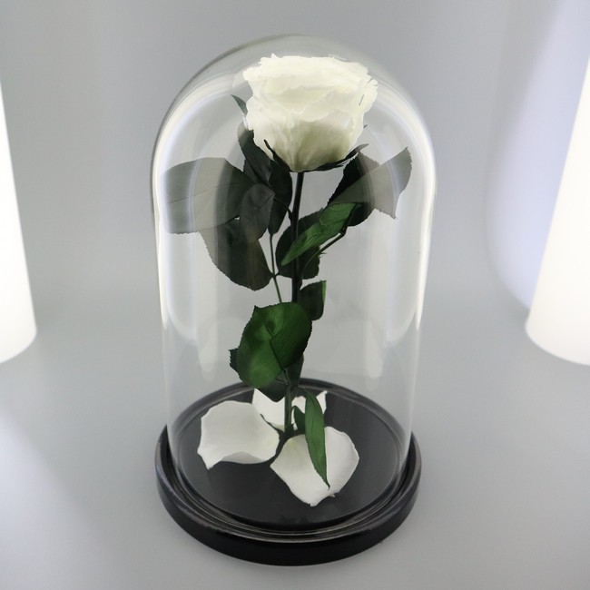 Белая роза в колбе Premium 28