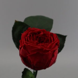 Красная роза в колбе Premium 28