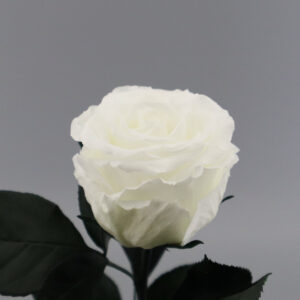 Белая роза в колбе Premium 28