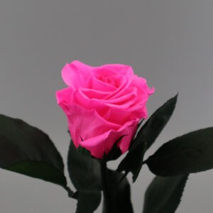 Розовая роза в колбе Premium 28
