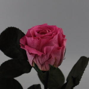 Фуксия роза в колбе Premium 28
